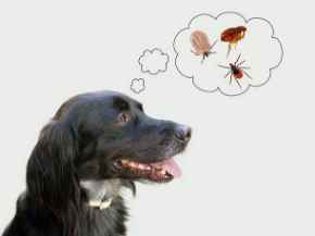 Picture for category Flea and Tick Products